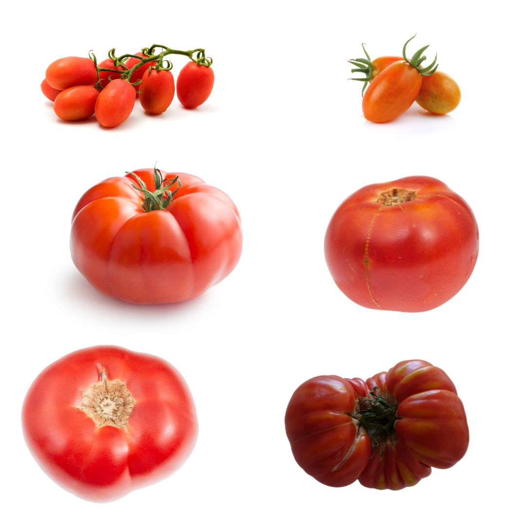 Sjeme rajčica (paradajza)