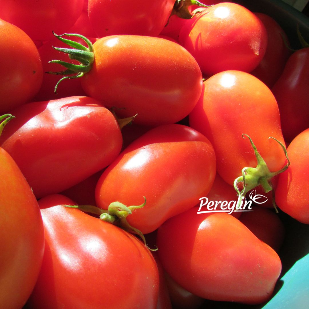 paradajz rajcica sljivar sjeme pereglin