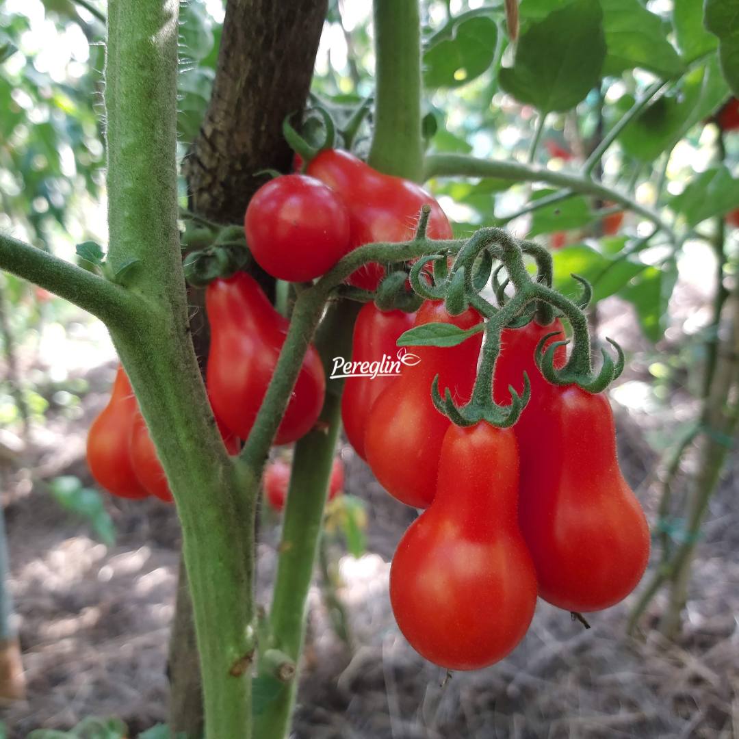 sjeme paradajz rajcica seri kruskoliki pereglin