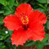 sjeme pereglin hibiskus675849 Hibiskus sjeme