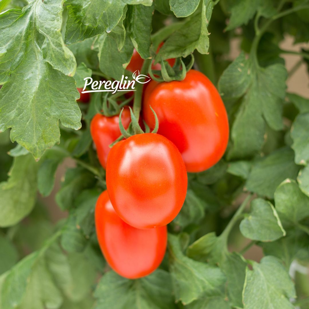 sjeme rajcice paradajza sljivara pereglin 346