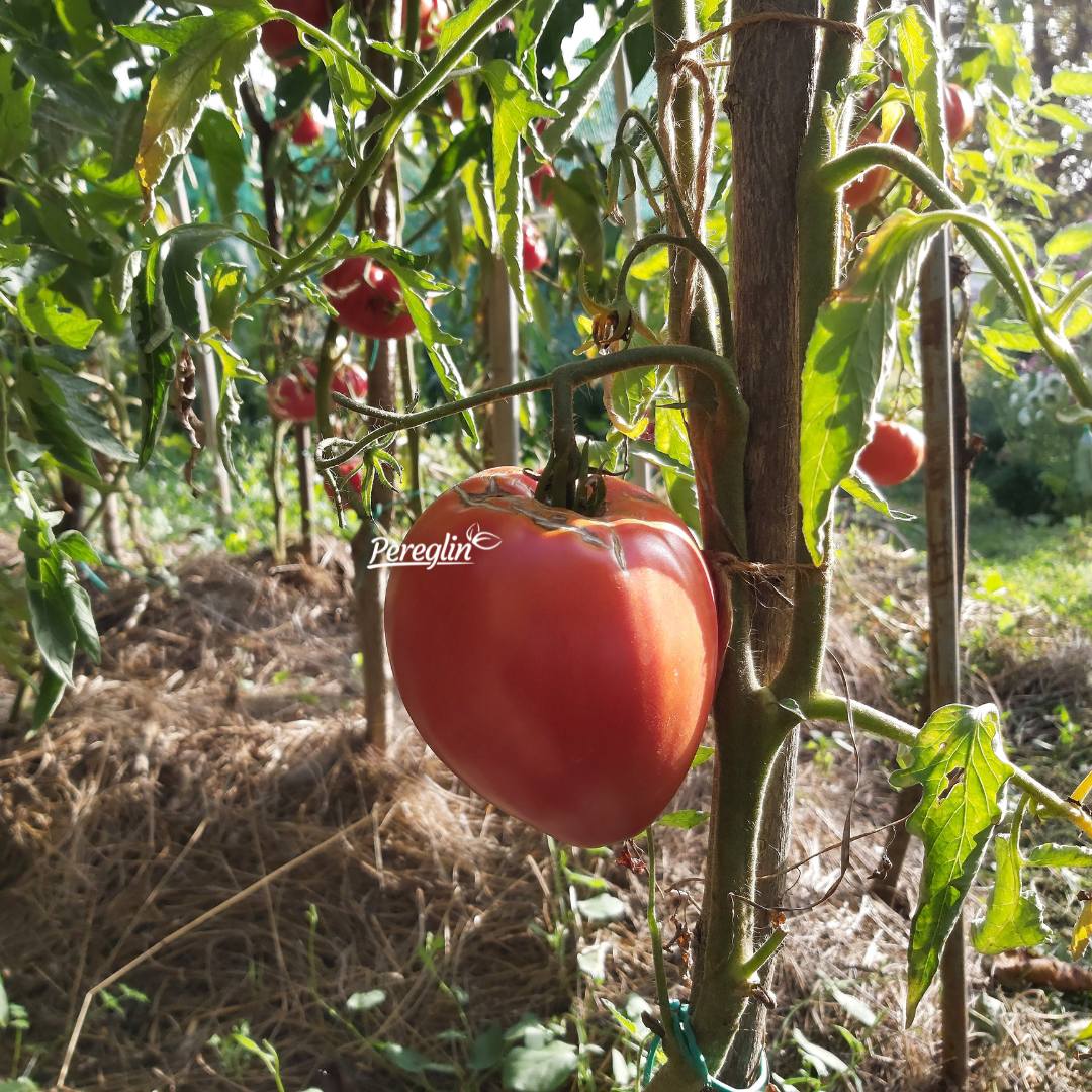sjeme volovskog srca rajcice paradajza pereglin 346
