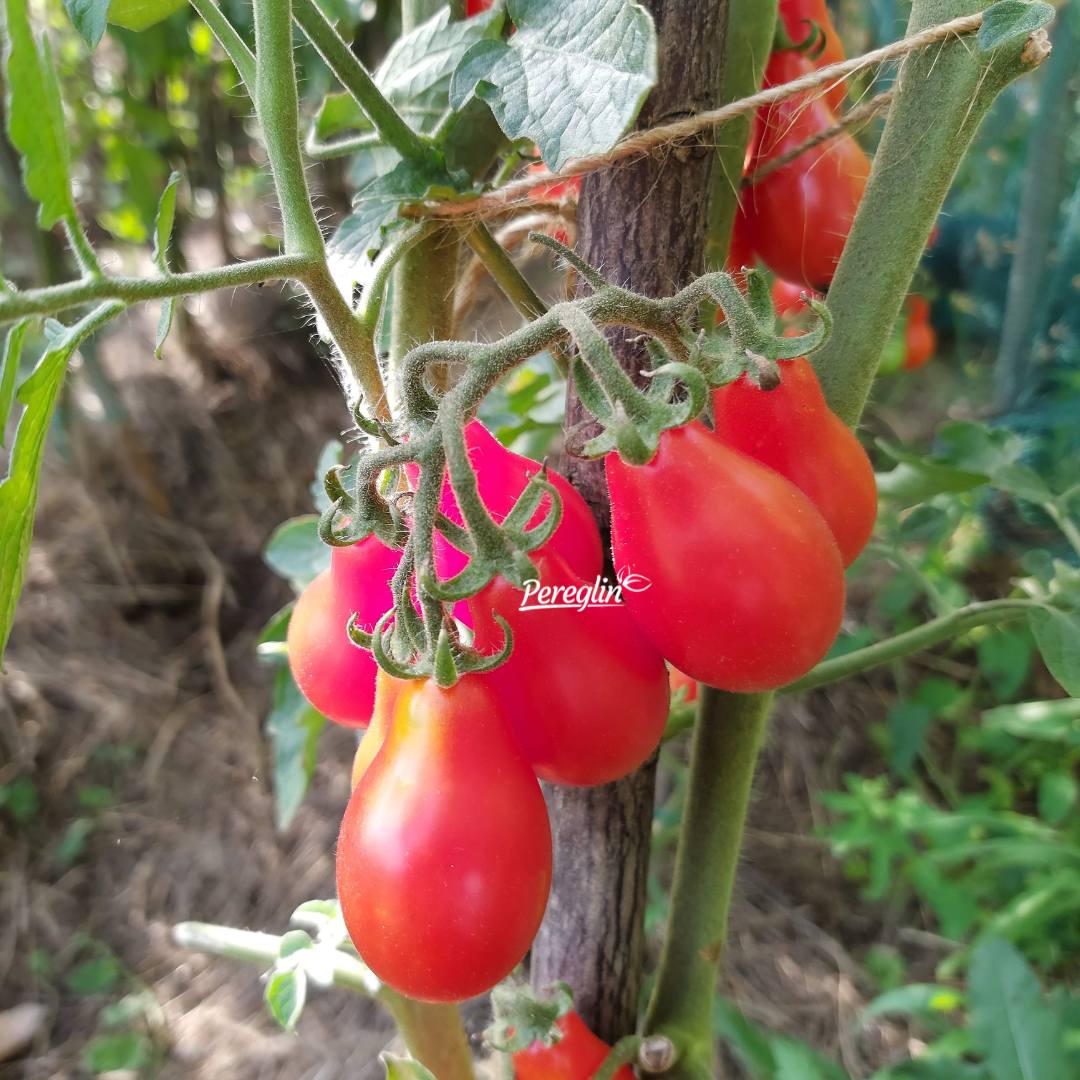 sjemenke paradajza rajcice cherry kruskice pereglin