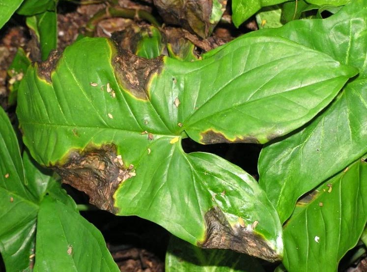Het formulier Moeras tegel 5 Oorzaken Van Zwarte Vlekken Op Bladeren Van Kamerplanten (en Oplossingen)  - Organic Pereglin