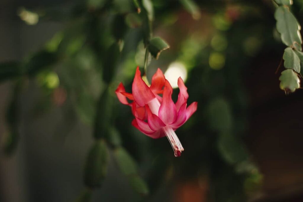 9 savjeta za uzgoj prekrasnog cvjetnog kaktusa