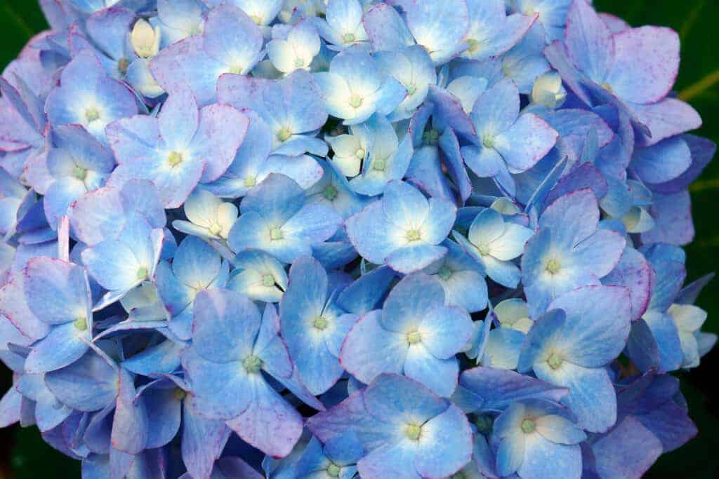 Bloomstruck Hydrangea Plava ruzicasta ljubicasta hortenzija koja mijenja boju35893589358910