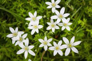 Cvijet Betlehemske zvijezde Vrtlarski vodic za uzgoj biljaka Ornithogalum34879543854810