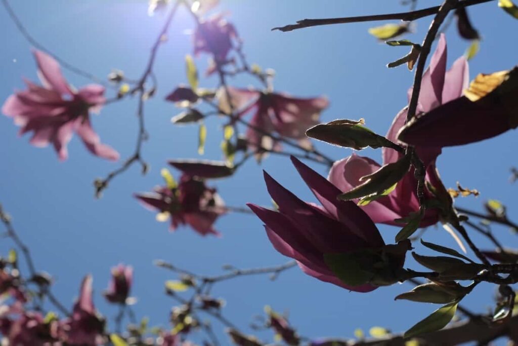 Cvjetovi magnolije uzgoj i uzivanje u ovim zadivljujucim proljetnim cvjetovima34853498710