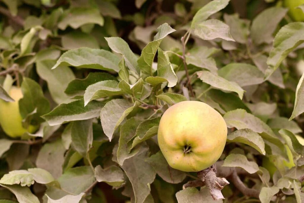Golden Delicious Apples hrskava sorta zute jabuke345498710