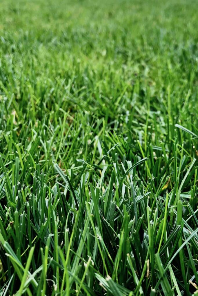 Kada trava prestaje rasti Sve o sezonskom mirovanju travnjaka898753479810
