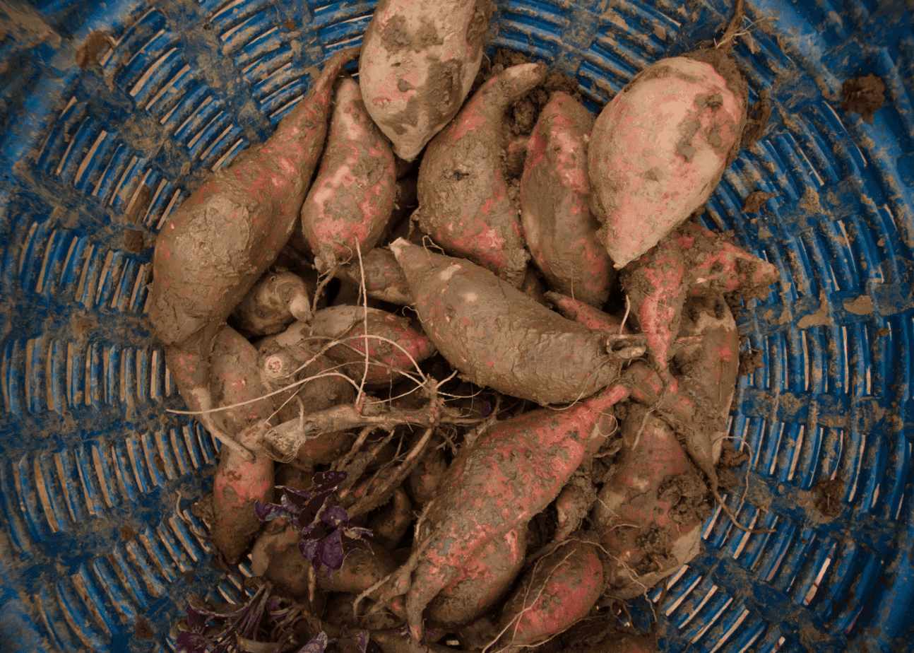 Kako uzgajati slatki krumpir vodic korak po korak345845398710