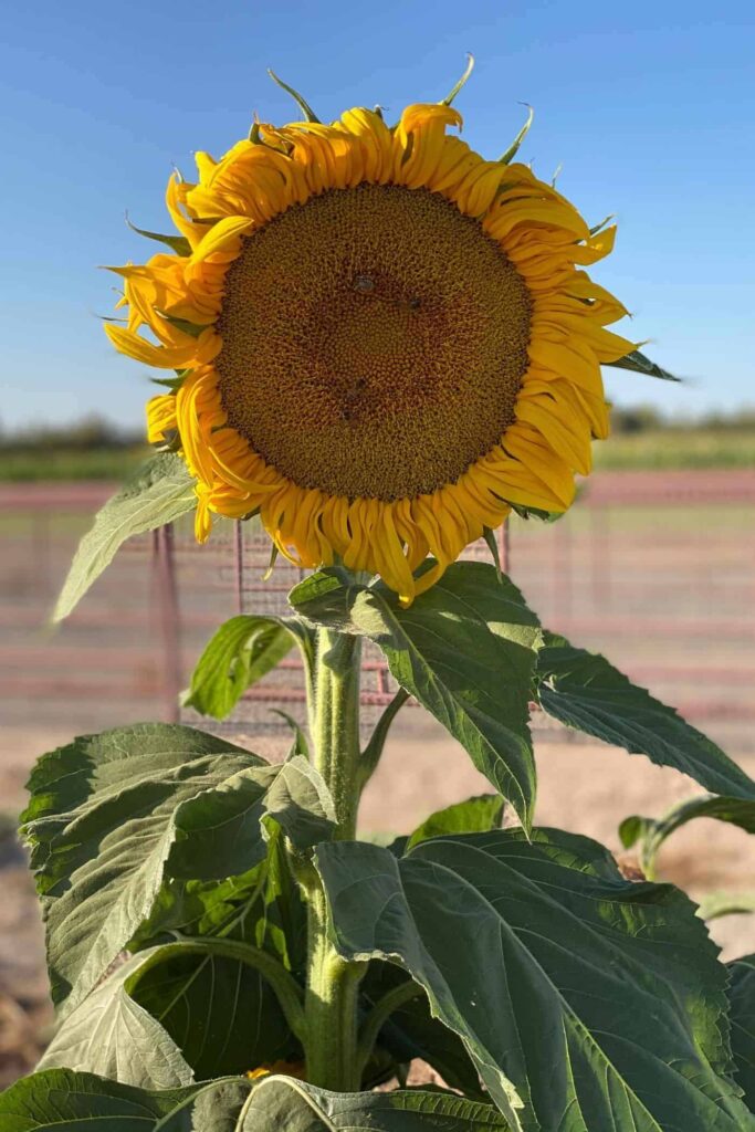 Mammoth Sunflower Vodic za uzgoj divovskih suncokreta iz nasljeda145621456211