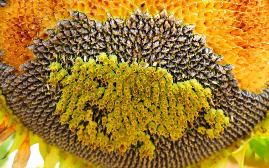 Mammoth Sunflower Vodic za uzgoj divovskih suncokreta iz nasljeda145621456212