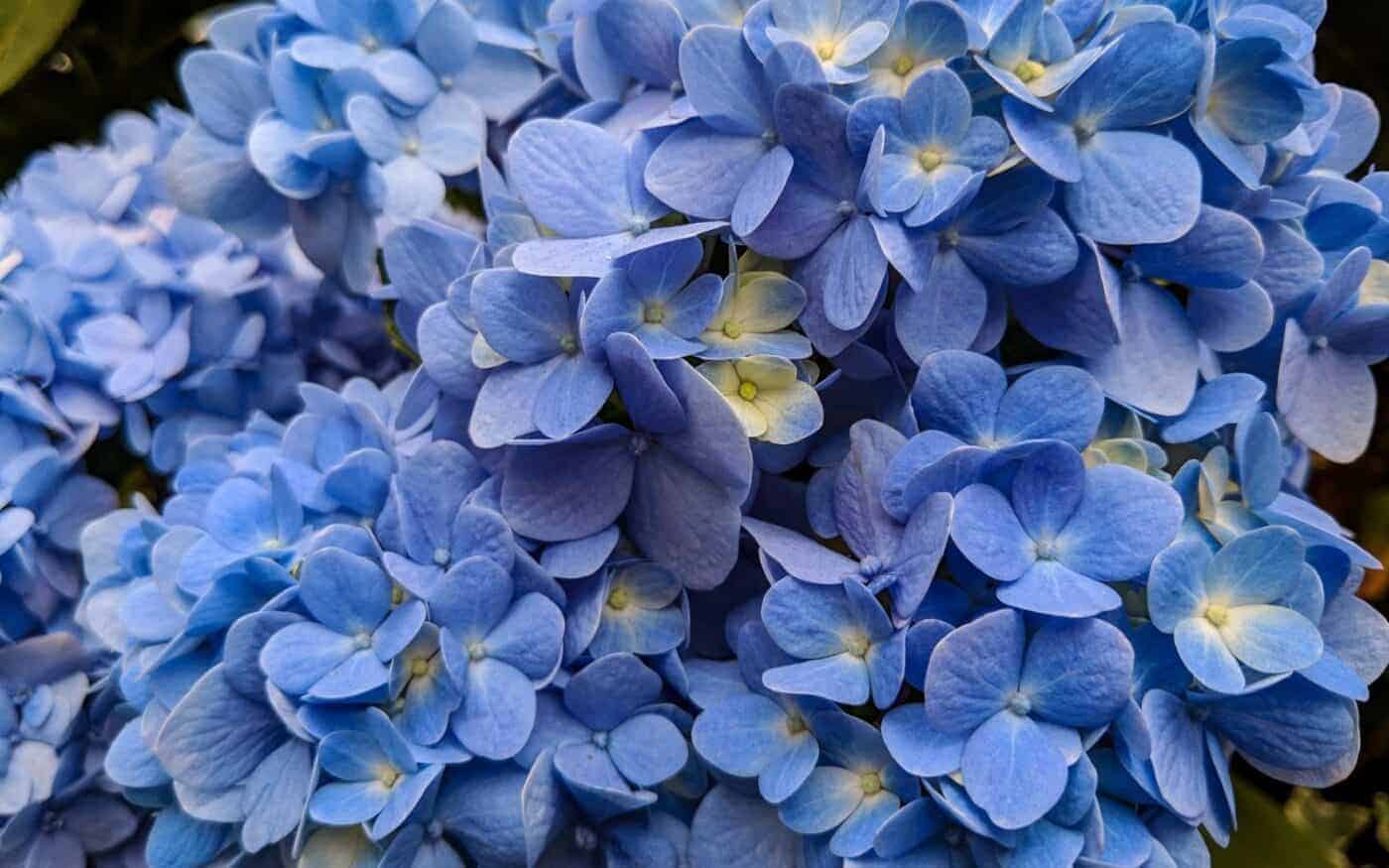 Nikko Blue Hydrangea Plava Mophead hortenzija bogate boje3214321410