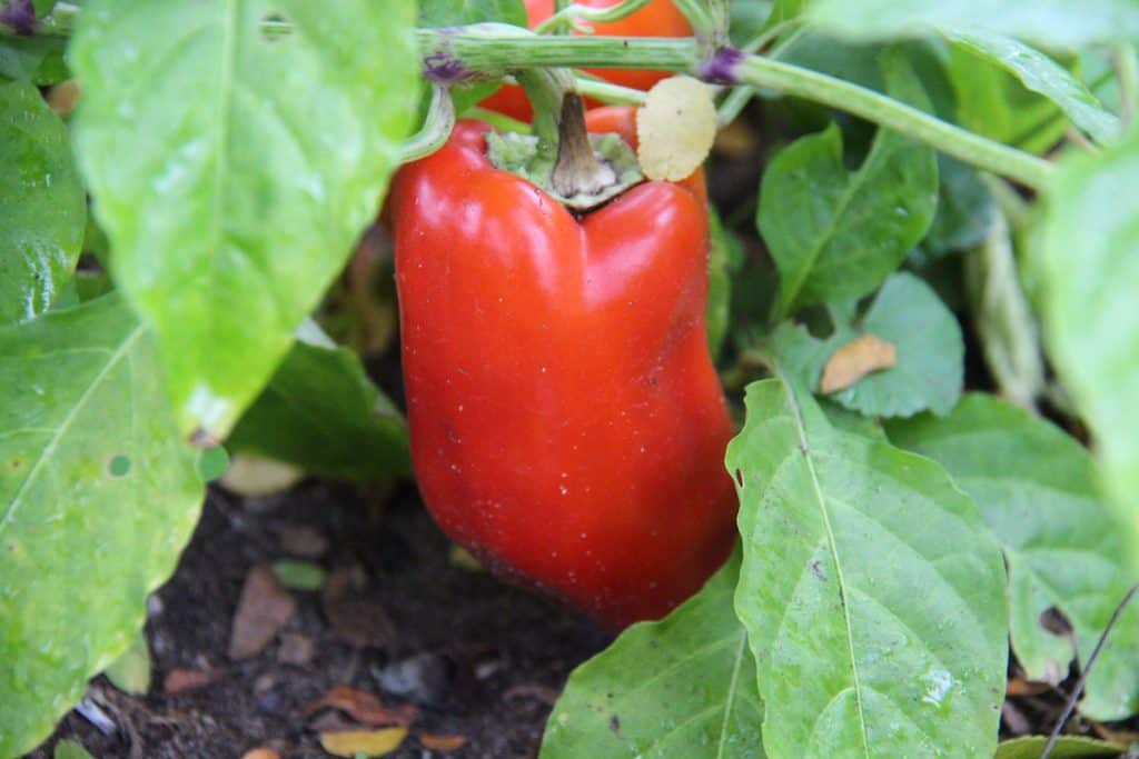 Pripremite se za sadnju paprike Evo kako stvoriti najbolju zemlju za lonce za paprike kako biste ove godine mogli uzgajati savrseno ostre paprike5439877984398712