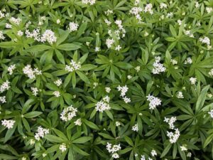 Sweet Woodruff Galium odoratum sumska prizemna biljka koja voli sjenu79834554398710