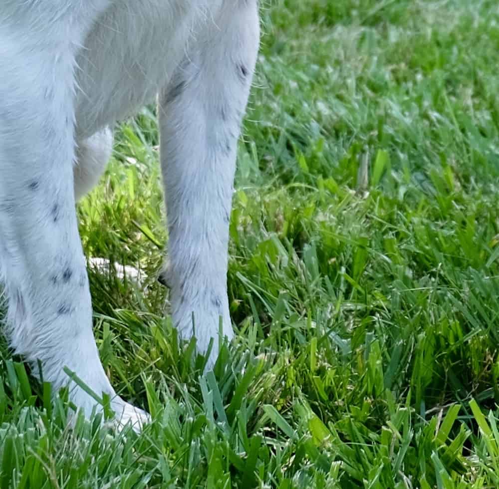 Uzgoj trave s psima u blizini Savjeti o travnjaku za roditelje kucnih ljubimaca8998735498710