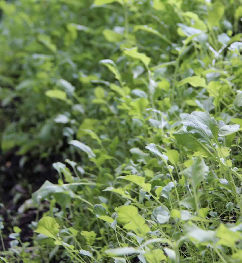 Zeleno gnojivo 11 nutrijentima bogatih pokrovnih usjeva za hranjenje vaseg vrta98753489710