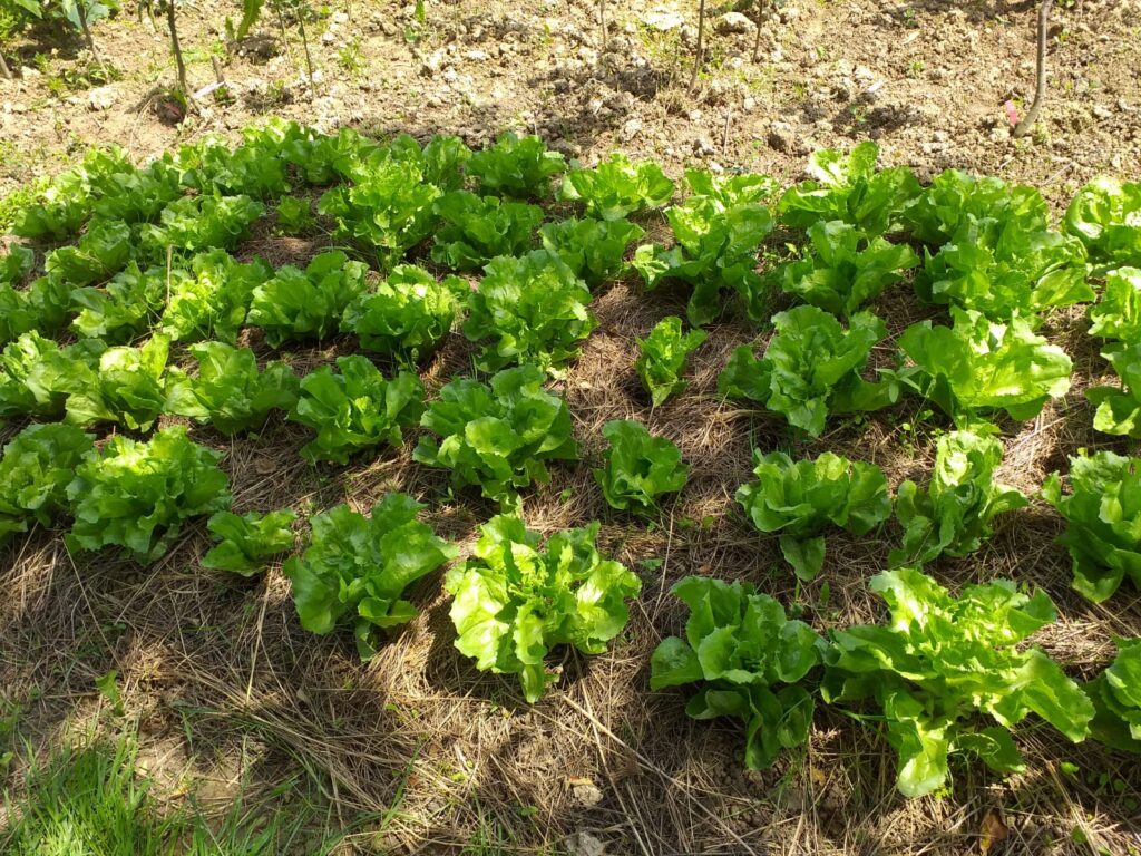 Starinsko sjeme salate 3 WhatsApp Image 2020 03 28 at 13.39.42