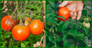 1682630091 10 Tomatenwachstumsprobleme und wie man sie behebt