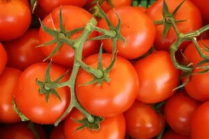 1682635892 Anbau von Tomaten in einem Gewachshaus