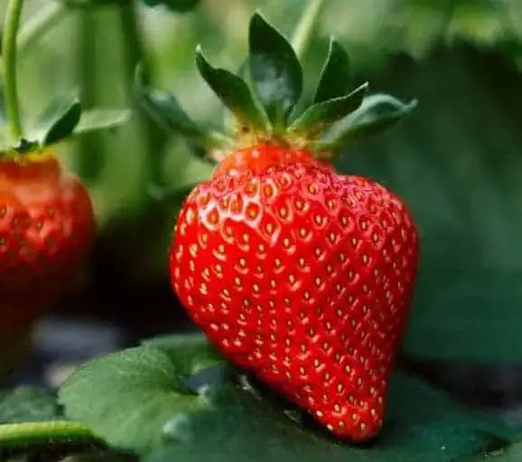 1682637012 Wie man Erdbeeren drinnen anbaut