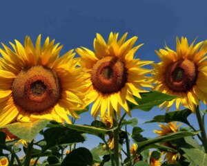 1682642595 Wie wachsen Sonnenblumenkerne Organic Pereglin