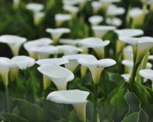 1682647429 So pflanzen Sie Calla Lilien Zwiebeln Eine einfache kostengunstige und sorglose Methode