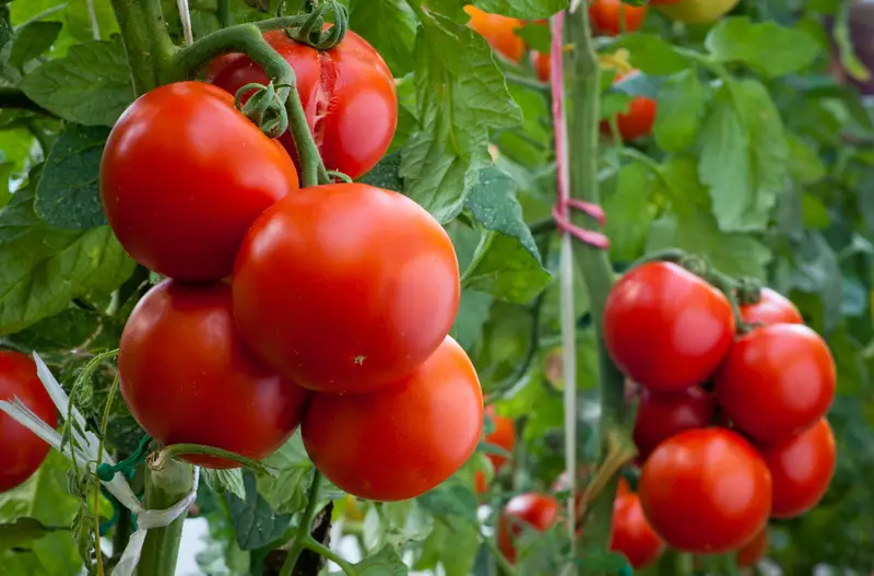 1682647889 Tomaten pflanzen fur Anfangergartner Organic Pereglin