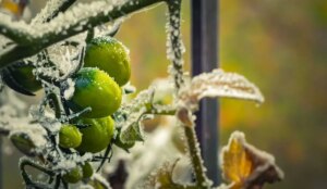 1682650596 10 Moglichkeiten Tomaten zu helfen Frost in diesem Winter zu