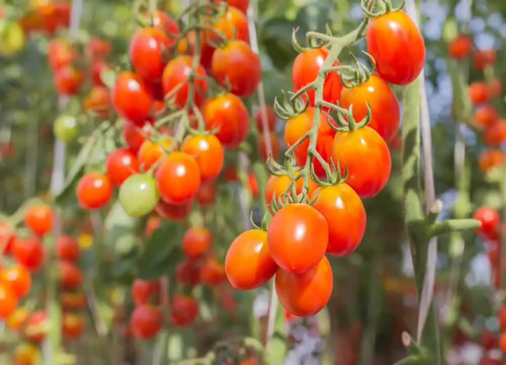 1682656163 8 Fehler beim Tomatenanbau die Sie vermeiden sollten
