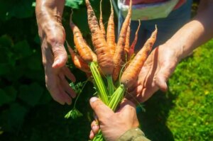 7 Dinge die Sie fur eine fabelhafte Karottenernte wissen sollten