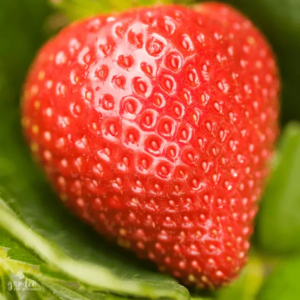 Erdbeeren drinnen anbauen Schritt fur Schritt Anleitung Organic Pereglin