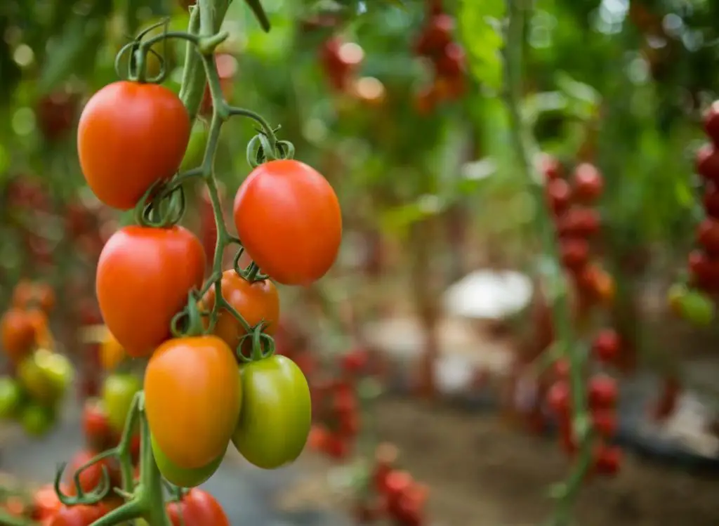 Tomaten drausen anbauen Organic Pereglin