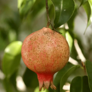Wie man Granatapfel anbaut Organic Pereglin