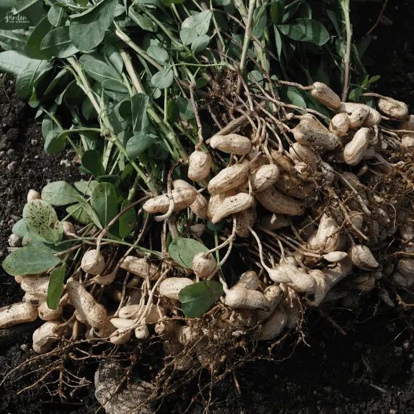 Wie werden Erdnusse angebaut Organic Pereglin