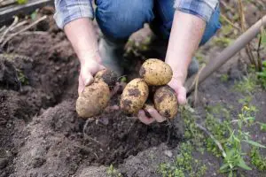 1682590794 Locher in Kartoffeln Ursachen Schadlingsbekampfung und Vorbeugung