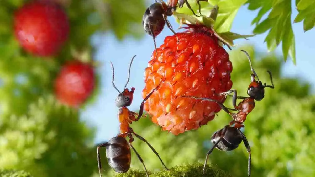 1682591792 So halten Sie Ameisen von Erdbeerpflanzen fern So gehts