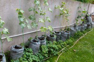1682616541 Grow Bag Gartensysteme und wie man sie benutzt