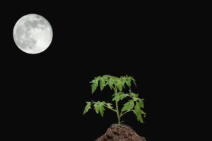 1682622846 Kann Mondlicht Pflanzen beeinflussen Die Anbaumethode erklart