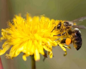 1682625119 Wie und warum man einen Bestaubergarten anlegt um Bienen anzulocken