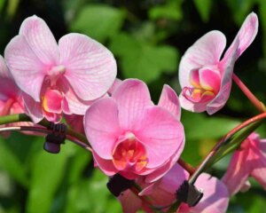 4 einfache Schritte Wie man eine Orchidee auf einen Baum