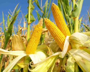 5 einfache Schritte zum Maisanbau in Growbags
