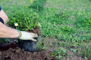 7 Moglichkeiten Ihren Boden vor dem Anbau vorzubereiten