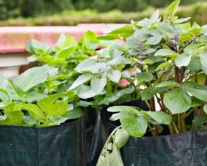 9 Alternativen zu Pflanzbeuteln aus Stoff fur Ihren Garten