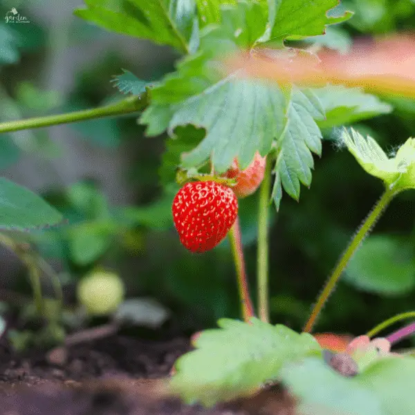 Alles was Sie uber das Pflanzen von wurzelnackten Erdbeeren wissen