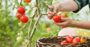 Das Geheimnis perfekt bestaubter Tomaten Eine Schritt fur Schritt Anleitung