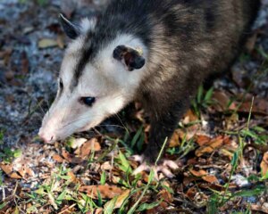 So werden Sie Opossums in Ihrem Garten los