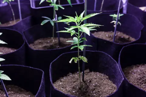 Verwendung von Grow Bags fur den Anbau Deiner eigenen Killer.webp.webp