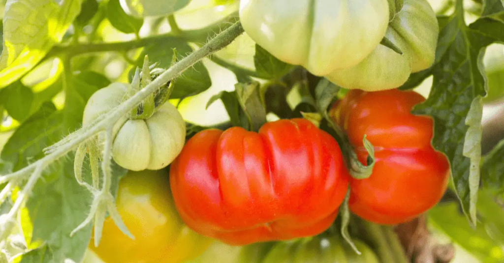 Welche Grose Grow Bag fur Tomaten ist am besten Plus